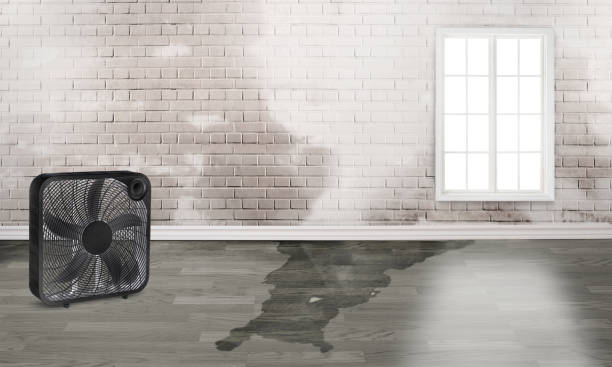 Best Local water damage restoration  in Melville, NY